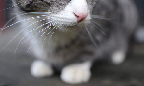 基耶萨爆发引领战术革命，阿尔及利亚元素如何粉碎摩洛哥式传控