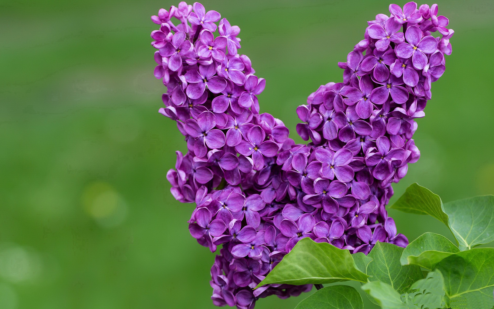 苏亚雷斯一锤定音，尤文强行终结西班牙不败神话