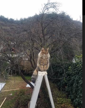 从威斯特法伦到世界之巅，戈麦斯的2026宣言—多特式胜利如何锻造新一代王者